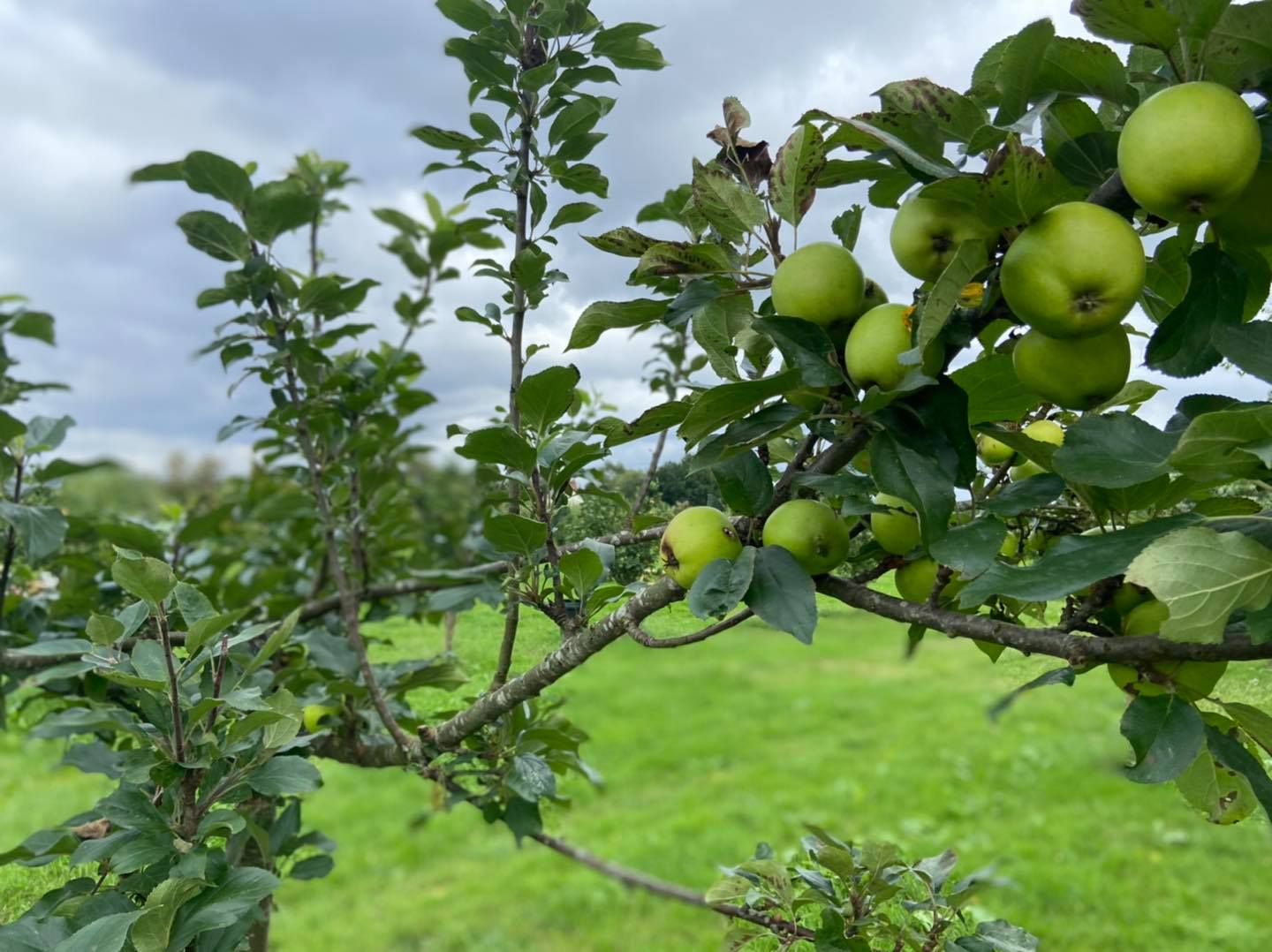 Afalau / Apples