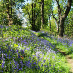 *Bluebells at Coed Bell