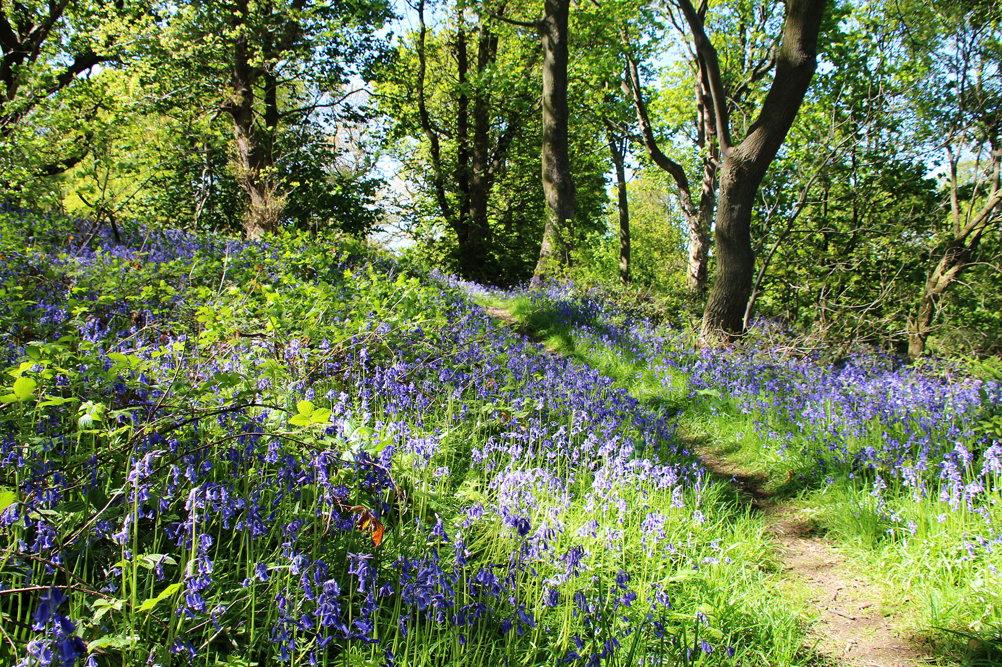 *Bluebells at Coed Bell