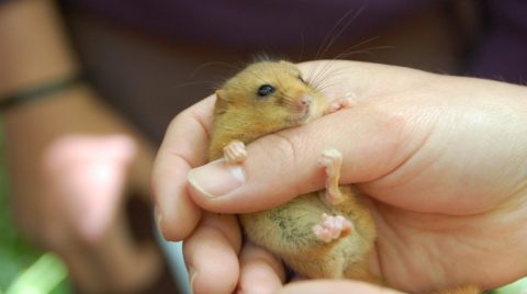 Wildlife