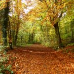 Walking in Autumn