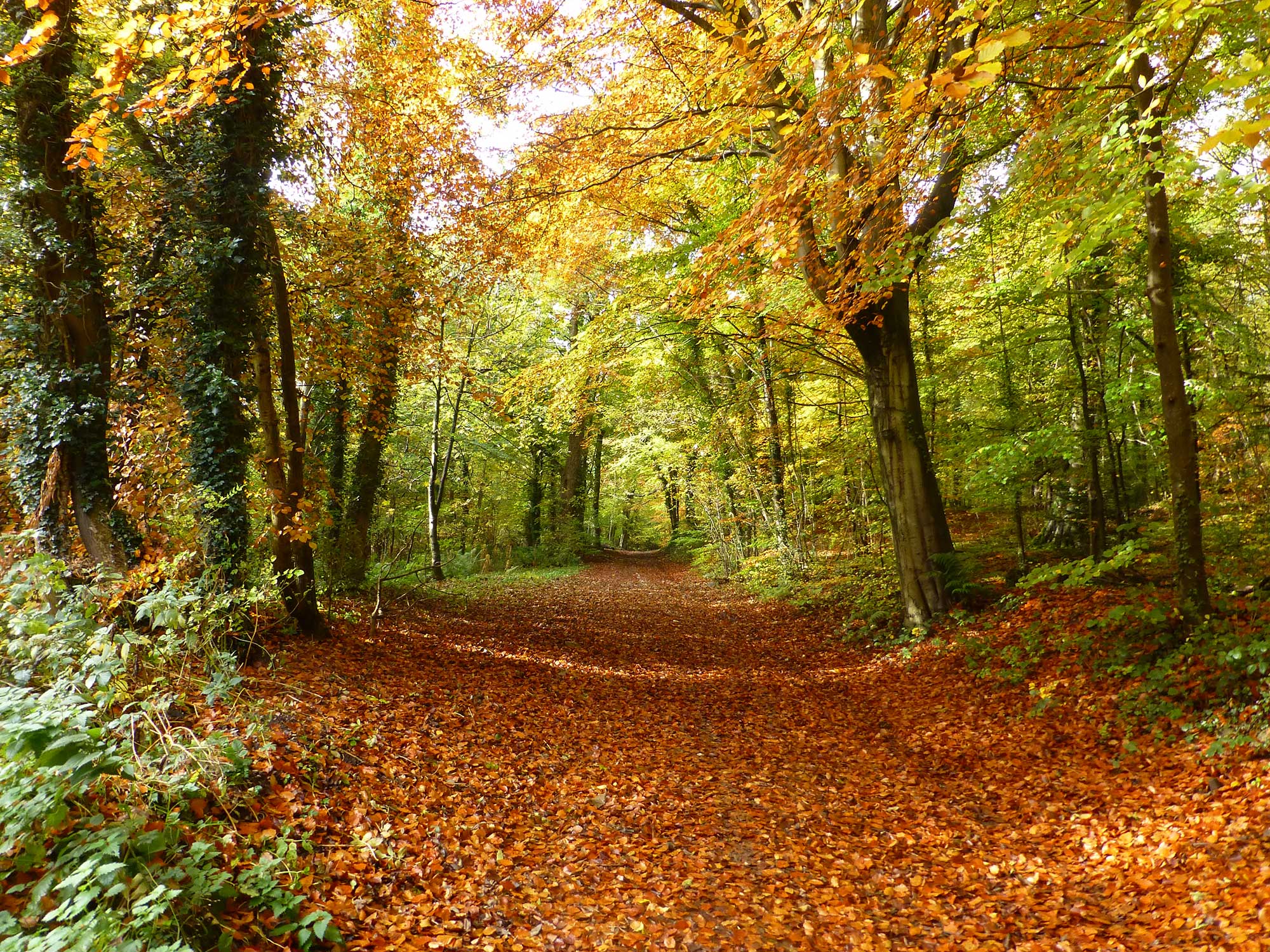 Walking in Autumn