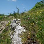 Flowers at Loggerheads Country Park