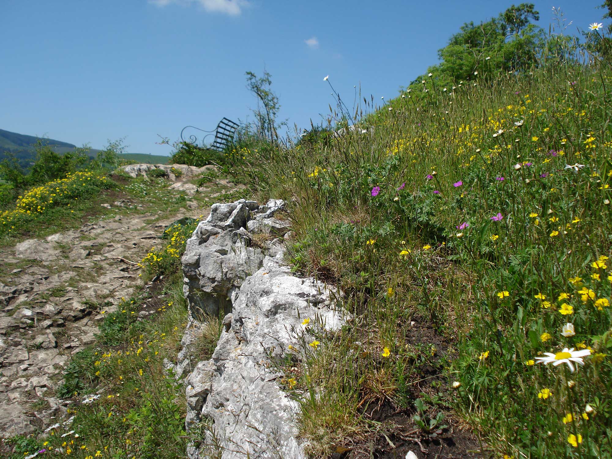 Flowers at Loggerheads Country Park