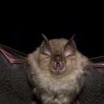 Lesser Horseshoe Bat