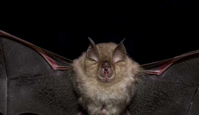 Lesser Horseshoe Bat