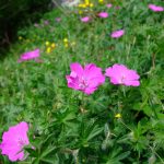 Picture of Bloody Cranesbill at Loggerheads