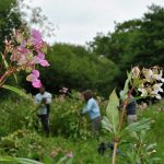 Volunteers weeding out Himalayan Balsam