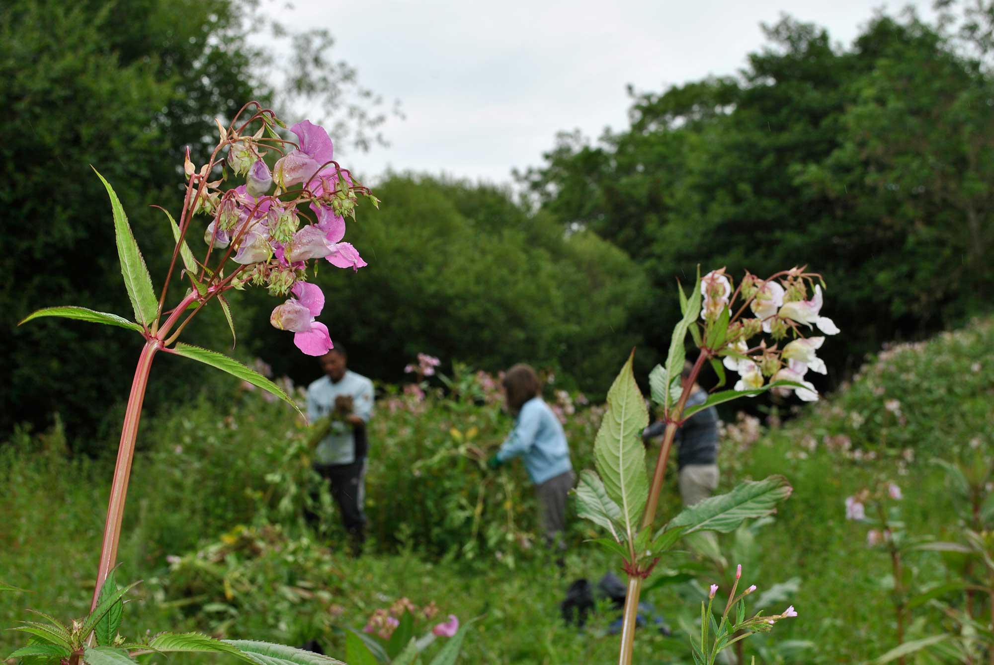 Volunteers weeding out Himalayan Balsam