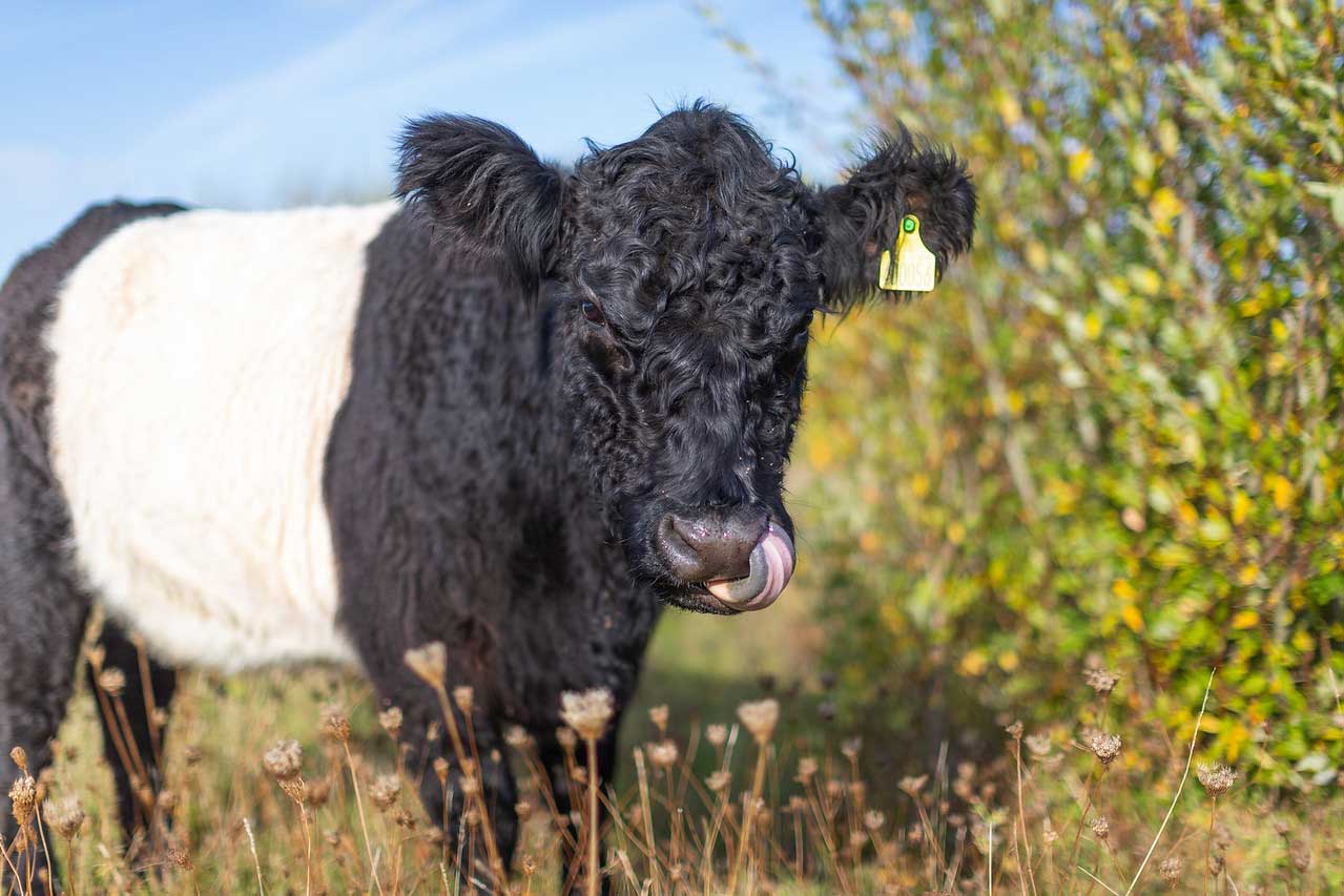 *belted galloway