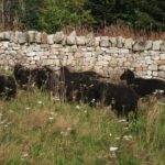 *Hebridean Sheep in Wildflower meadow