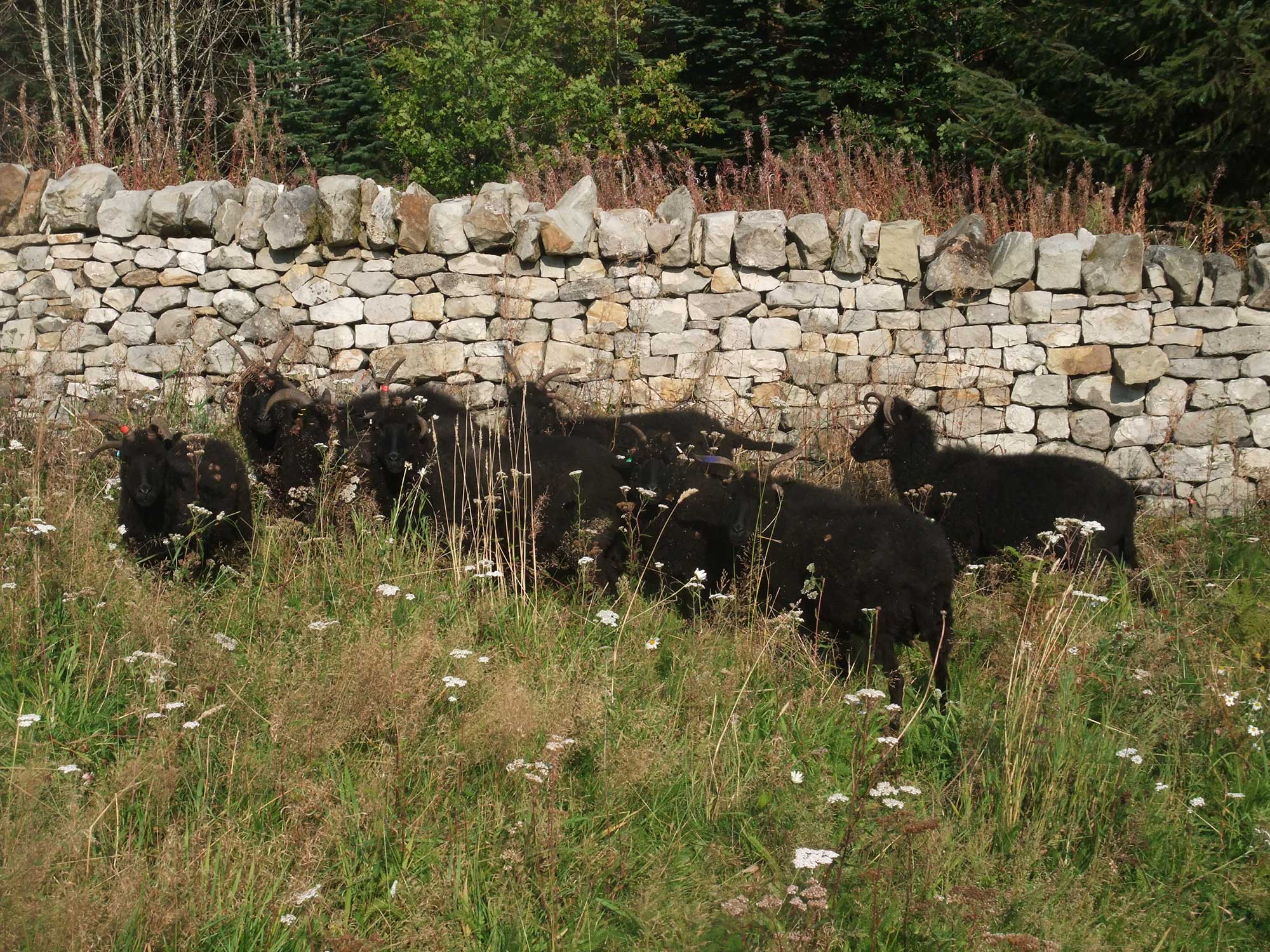 *Hebridean Sheep in Wildflower meadow