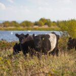 *Belted Galloway Cattle