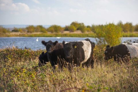 Conservation Grazing
