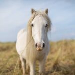 *Grey Carneddau pony