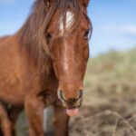 *Carneddau Pony pulling tongues