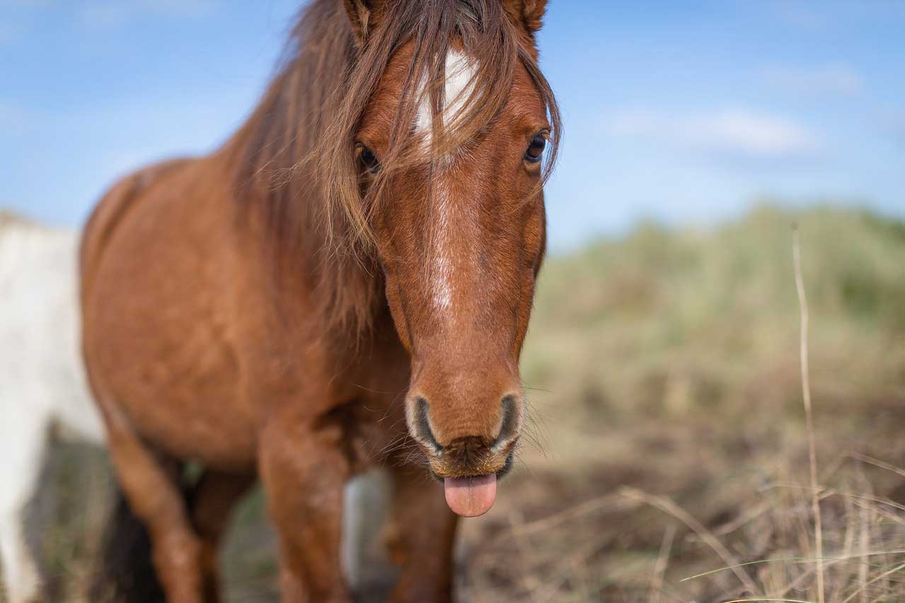 *Carneddau Pony pulling tongues