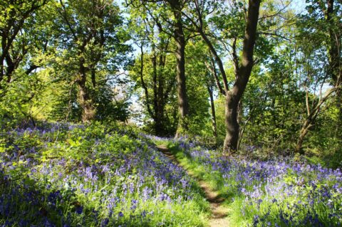 Woodland Management
