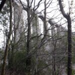 Coetir o amgylch Dyfyrbont Pontcysyllte | Woodland beneath Pontcysyllte Aqueduct 