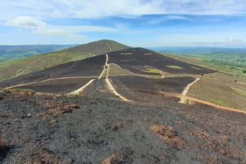 Atal Tanau Gwyllt