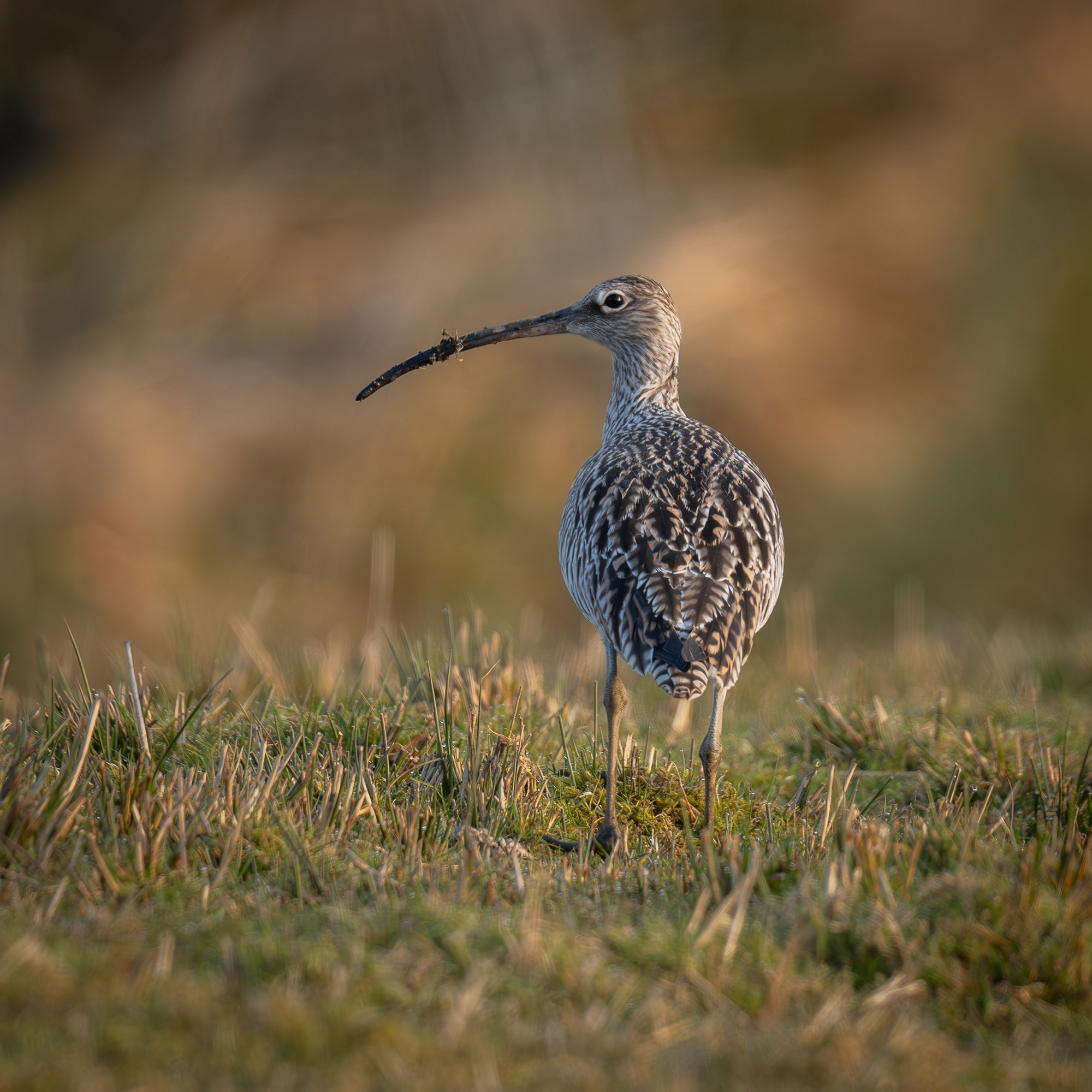 A curlew