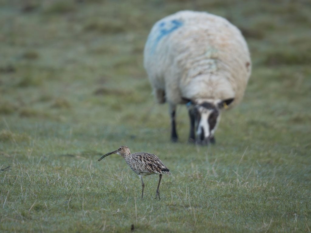 Curlew in field with sheep