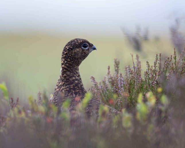 Grouse