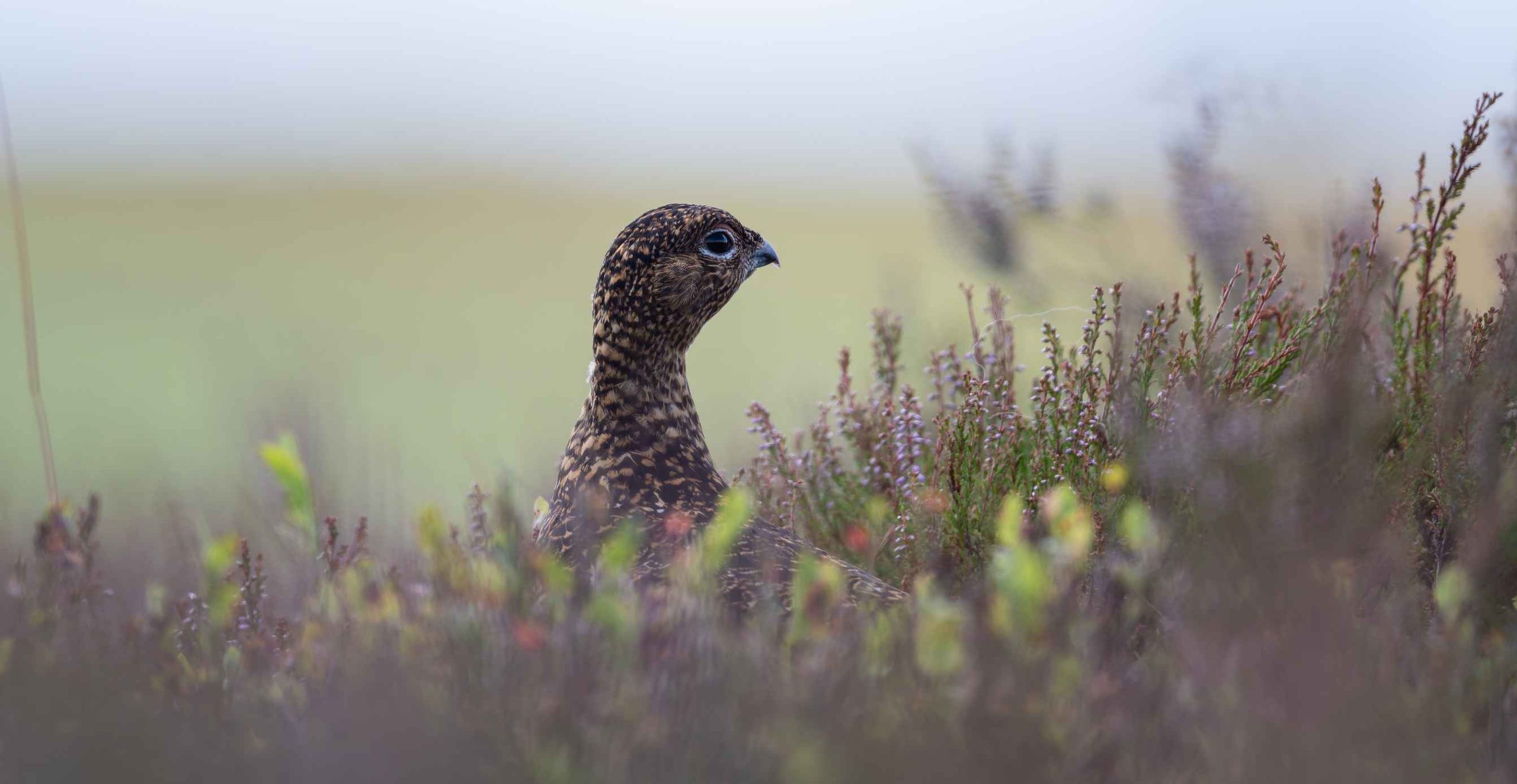 Grouse