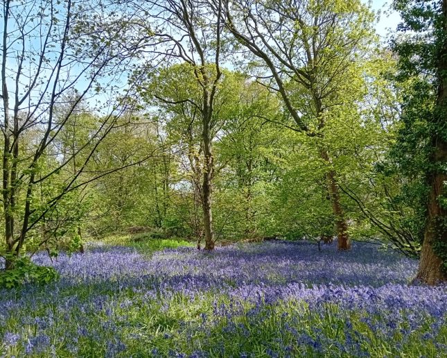 Bluebells