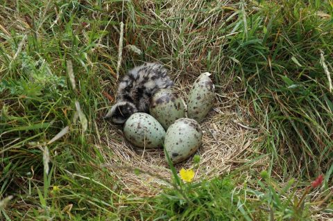 First Curlew Chicks of the Season