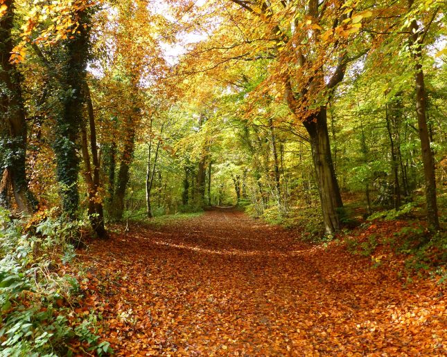 Loggerheads Country Park