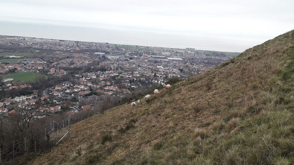 sheep on Prestatyn hillside