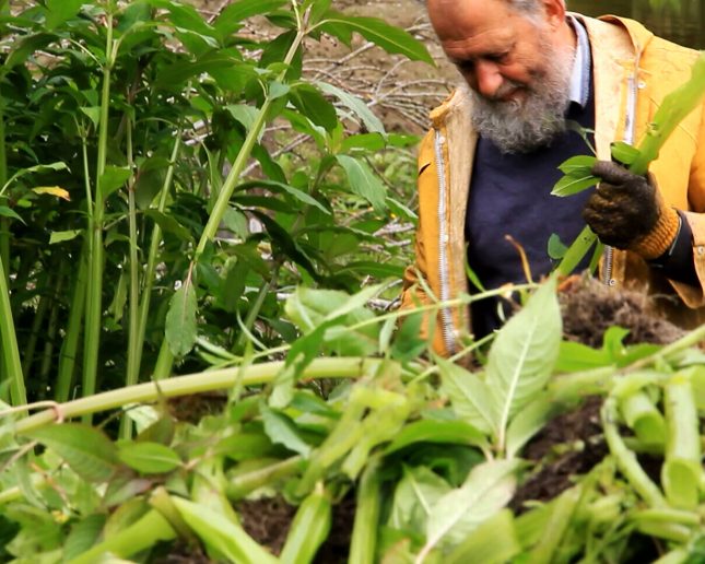 volunteer picking balsam