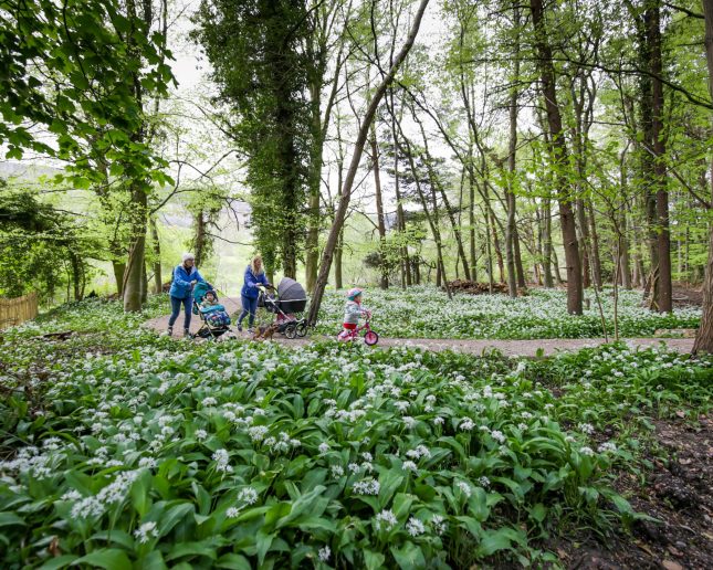 Wenffrwd Nature Reserve