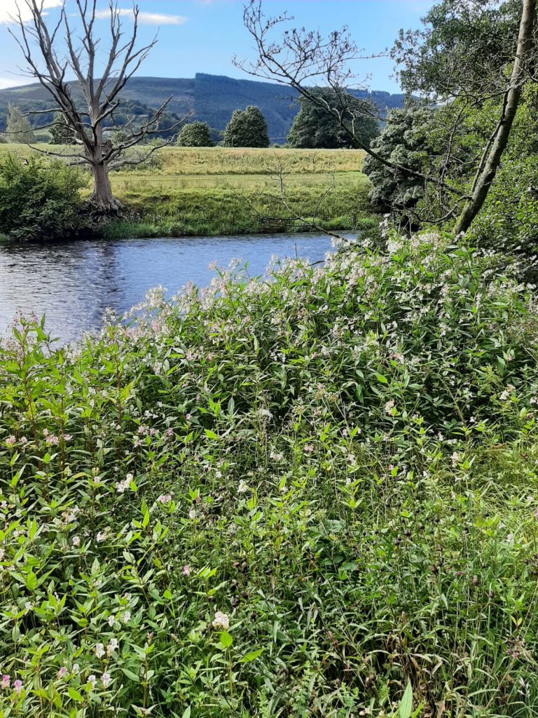 Balsam before cutting