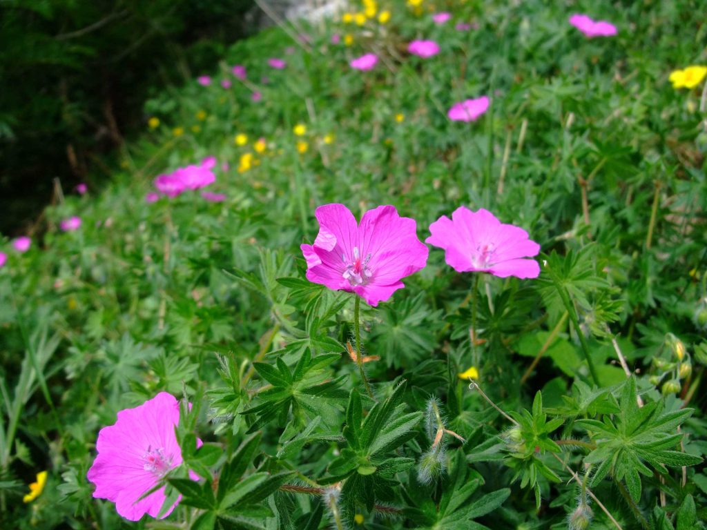 Bloody Cranesbill