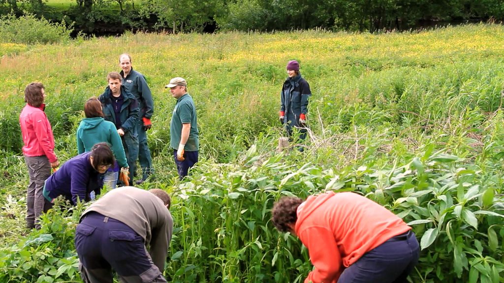 Volunteers clearing invasive species in the Clwydian Range and Dee Valley National Landscape