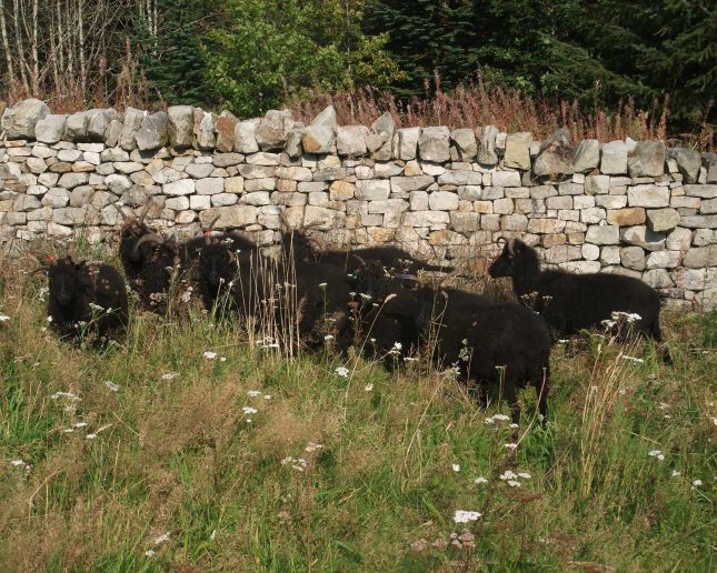 Hebridean Sheep in wildflower meadow