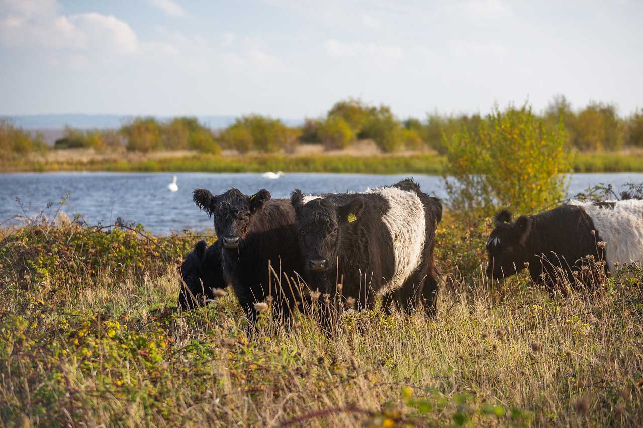 Grazing Belted Galloway cattle