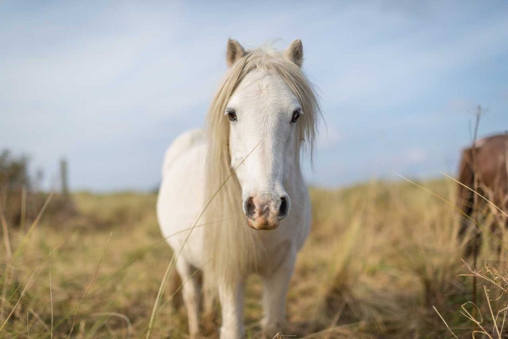 Grey Carneddau pony