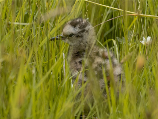 curlew chick